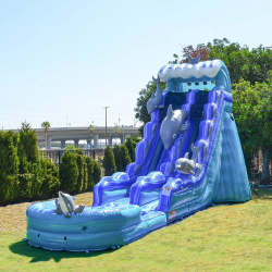 Dolphin202 1743862048 20ft Dolphin Adventure - Wet